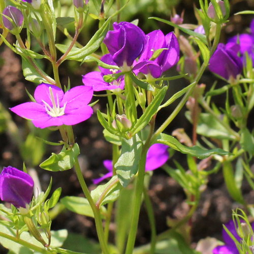 Venus-Frauenspiegel / Legousia speculum-veneris